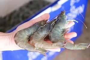 Hand holding white shrimp On a blurred background of white shrimp in a bucket photo