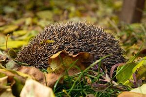 un pequeño erizo escondido entre las hojas secas de un jardín de otoño foto