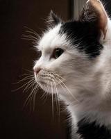 Cara de gato de perfil, retrato de gatito blanco y negro foto