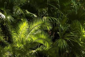 tropical greenery plants