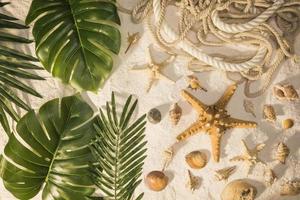 plantas tropicales conchas marinas foto