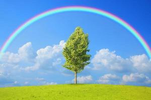 Ambiente colorido del arco iris soleado de verano bosque de abetos con césped y árboles en el mar foto