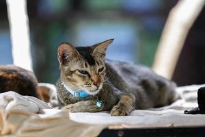 un gato soñoliento en un colchón con desenfoque de movimiento foto