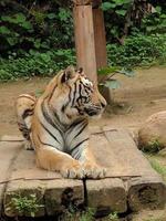 a tiger is sitting leisurely on a rock with a background of plants photo