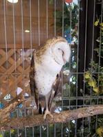 a white owl is perched on a trunk in a cage