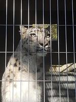 a white leopard is daydreaming in its cage