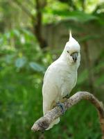 Un pájaro blanco posado en el tronco de un árbol con el desenfoque de movimiento foto