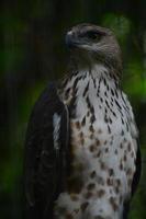 an eagle looking at its prey in a tree with a blur background photo