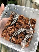 three reptiles in a clear box with sawdust