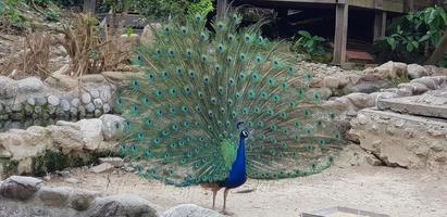 a peacock showing off its beautiful feathers photo