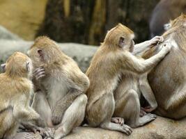 hordes of monkeys are helping each other inside the zoo photo