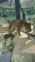 a tiger is walking inside a clear glass cage photo