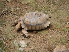 a brown turtle on the ground photo