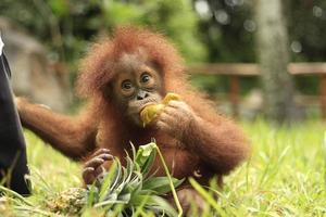 an orangutan child is eating fruit on the grass with a blur background photo