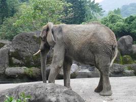 an elephant is standing with his back to the camera in the cage photo