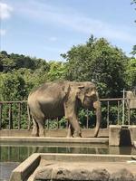 an elephant is walking on a concrete road on the edge of the water in a cage photo