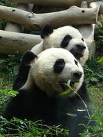 dos pandas blancos y negros con un fondo borroso foto