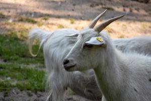 a white goat and has two horns with a blur background photo