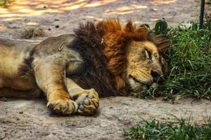 a lion sleeping on the grass photo