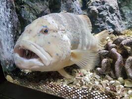 White fish with big mouth and sharp teeth in the aquarium photo