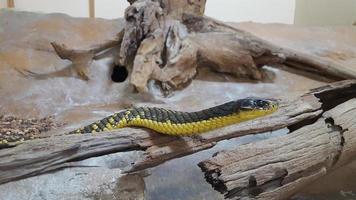 yellow and black snake on a tree trunk in a glass cage photo