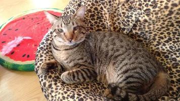 un gato rayado está sentado en un sofá rayado con una almohada de sandía foto