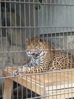 un leopardo está sentado casualmente en una jaula de hierro foto