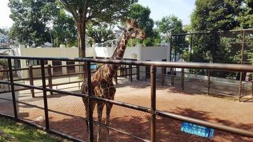 a giraffe in an iron cage with soil underneath photo