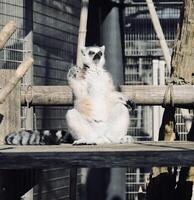 una comadreja blanca está de pie en una canasta de metal foto