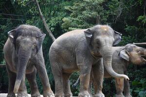 three gray elephants were playing in a cage with tare plants photo