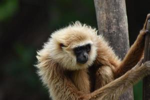 a white monkey is daydreaming with a blur background photo