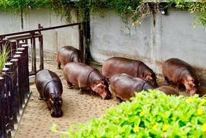 hippopotamus hordes are running after bathing from inside the cage photo