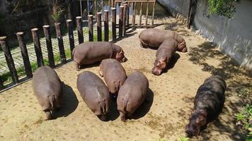 hippopotamus hordes are playing on the water's edge in cages photo