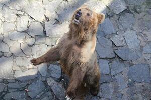 un oso de sol está flotando en una jaula foto