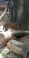 a tiger is confused in a clear glass cage photo