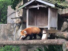 a fox is coming out of her house in a cage photo