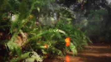 Raindrops on the glass window tropical garden video