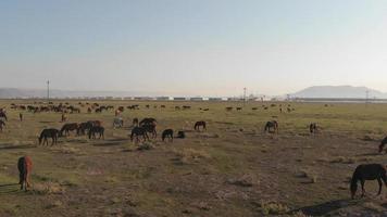 Yilki horses in Turkey video
