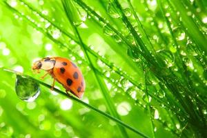 red ladybugs sitting on green leaves and dewy grass with nature.