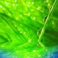 light green fresh leaf sitting on green leaves and dewy grass with nature. photo