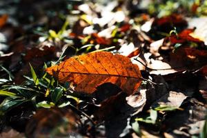 El bosque y las hojas de otoño cambian de color. foto