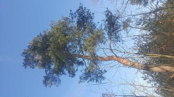 Pine tree on the blue sky photo