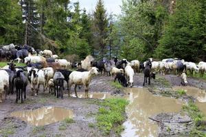 A flock of sheep walks along the road washed by heavy rain among large puddles and tall fir trees. photo