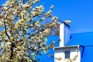 Snow-white blossoming apple trees on the background and in the blur of the blue roof of the house, a white chimney and blue sky. photo