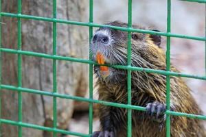 Retrato de primer plano de una rata de agua nutria. foto