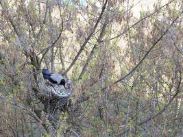 A young crow looks at his put eggs in the nest photo