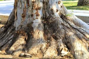 Powerful root system and texture of the roots of eucalyptus in an old park. photo