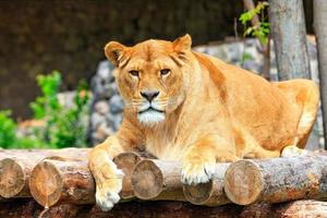 Portrait of a lioness lying on a platform of wooden logs. photo