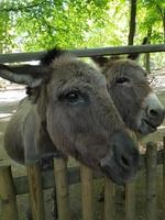 two gray donkeys are chatting with zoo visitors photo