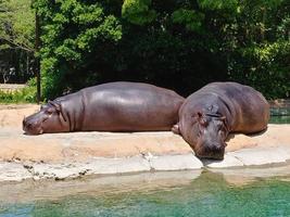 two hippopotamus are sleeping and sunbathing by the water